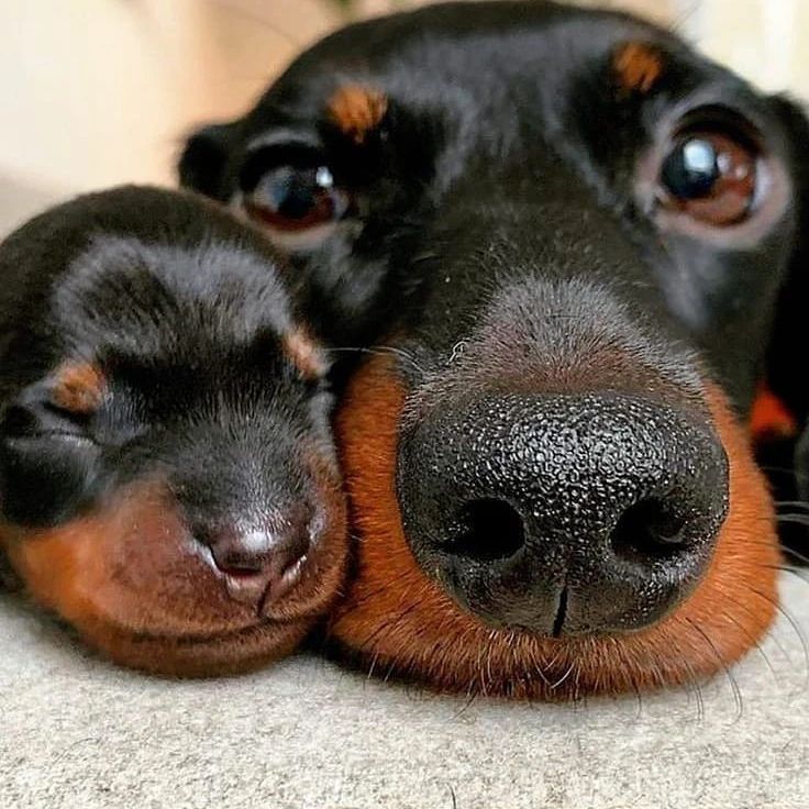 dachshund_heave's tweet image. Mother's love!! Cute or not??🥰
#Dachshund #Dachshunds