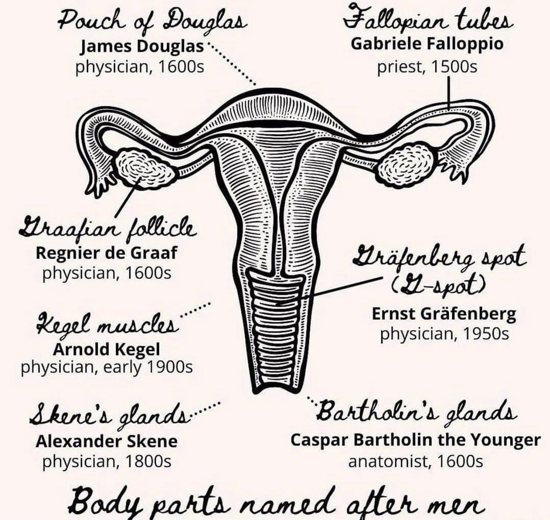 These are the parts of the female reproductive system that were named after men.