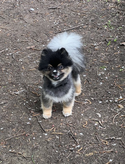 Mando has a petal stuck on his nose :3 https://t.co/k04ZIhJGAB<a href="/tag/cosplay"class="tags"><span>#cosplay</span></a><a href="/tag/borderlands"class="tags"><span>#borderlands</span></a><a href="/tag/moxxi"class="tags"><span>#moxxi</span></a><a href="/tag/moxxicosplay"class="tags"><span>#moxxicosplay</span></a>