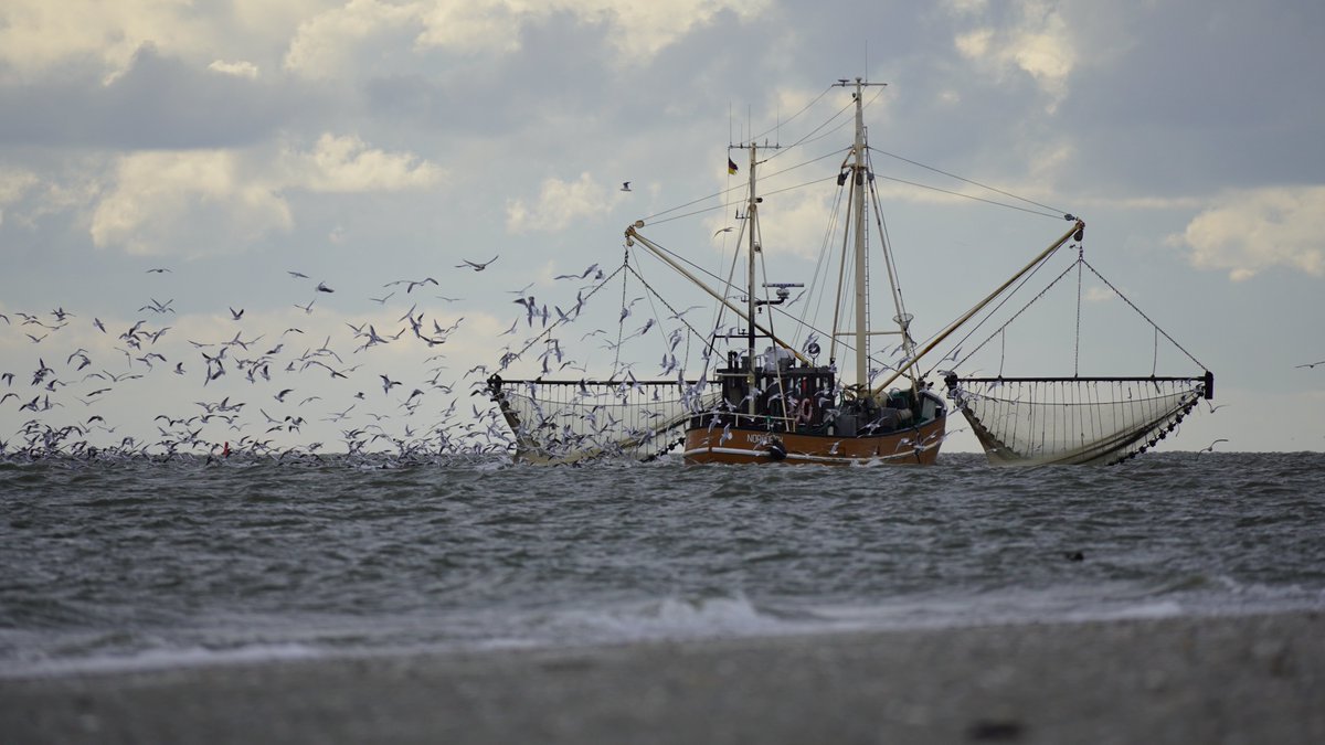 86% of EU Marine 'Protected' Areas are threatened by destructive fishing, such as #bottomtrawling.

On the EU Parliament vote today we urge MEPs to #BanBottomTrawling in MPAs, and actually protect these areas. 

✅Vote YES to amendment 1, 2 & 3
❌Vote NO to amendment 4
#MEPs4MPAs