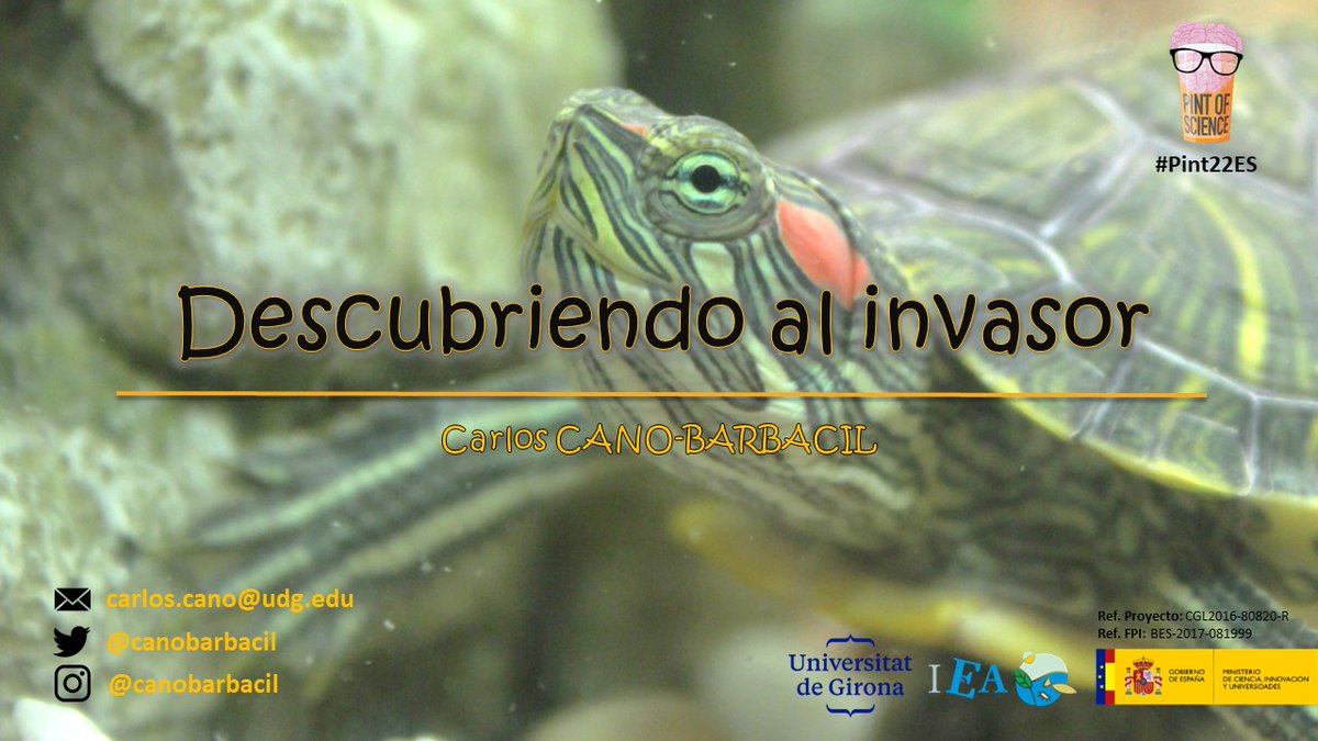 canobarbacil's tweet photo. En poco más de una semana (🗓️11/05/22 a las 19:15) estaré en el bar #Sbarjo de #Girona hablando sobre la problemática de las #InvasionesBiológicas en medios acuáticos con motivo del @pintofscienceES 🍻 ¡Os esperamos! 🐠🐢 https://t.co/ICA8FNsqR8