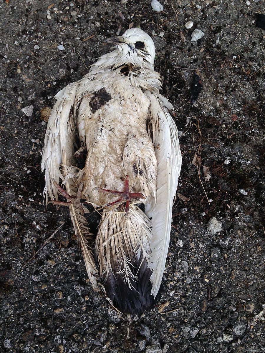 matadorjamil's tweet photo. -1 RATO VOADOR QUE CAUSA DOENCA 🔫🕊️💥🔥 https://t.co/YBwbrkxgoM