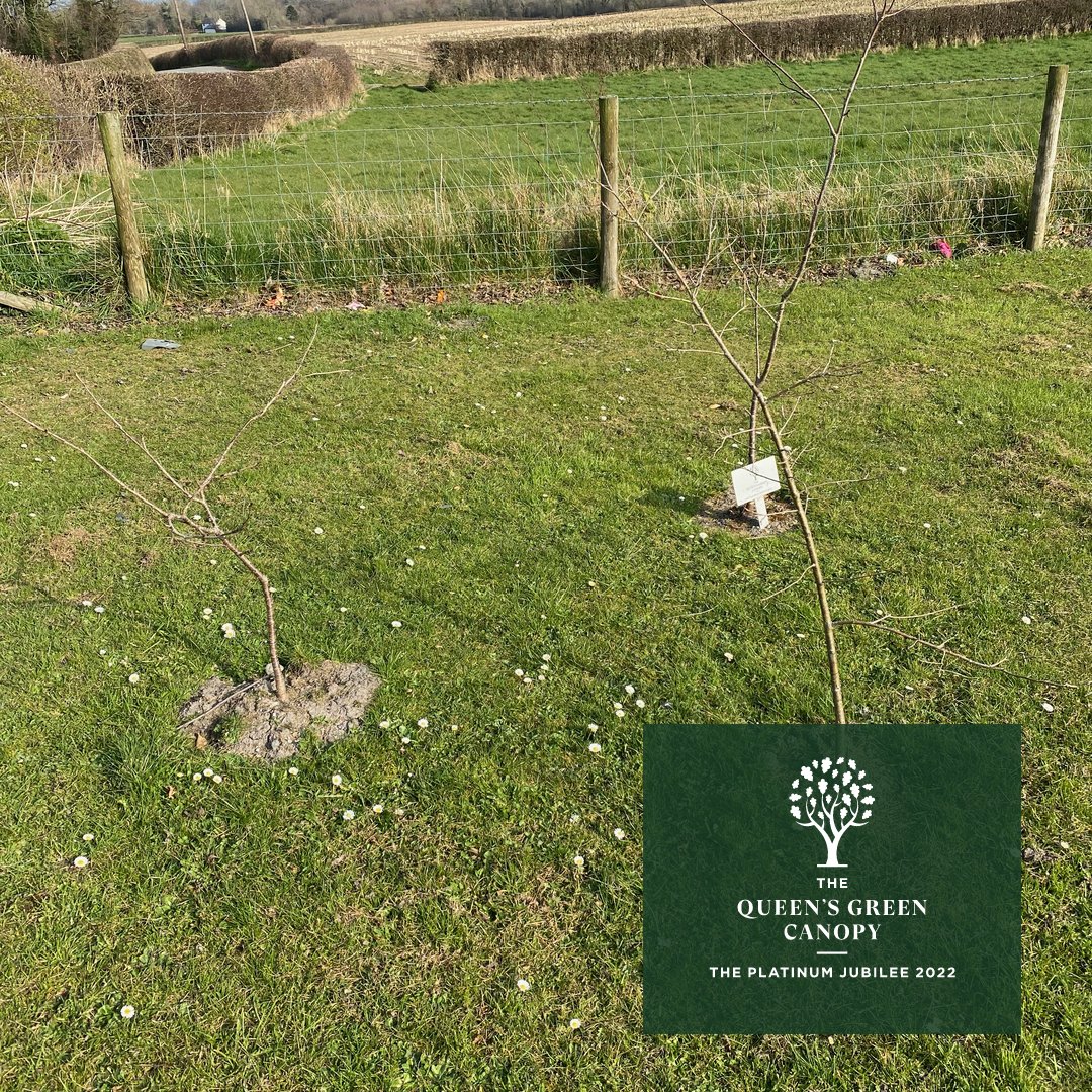 Jubilee tree planting #QueensGreenCanopy #plantatreeforthejubilee