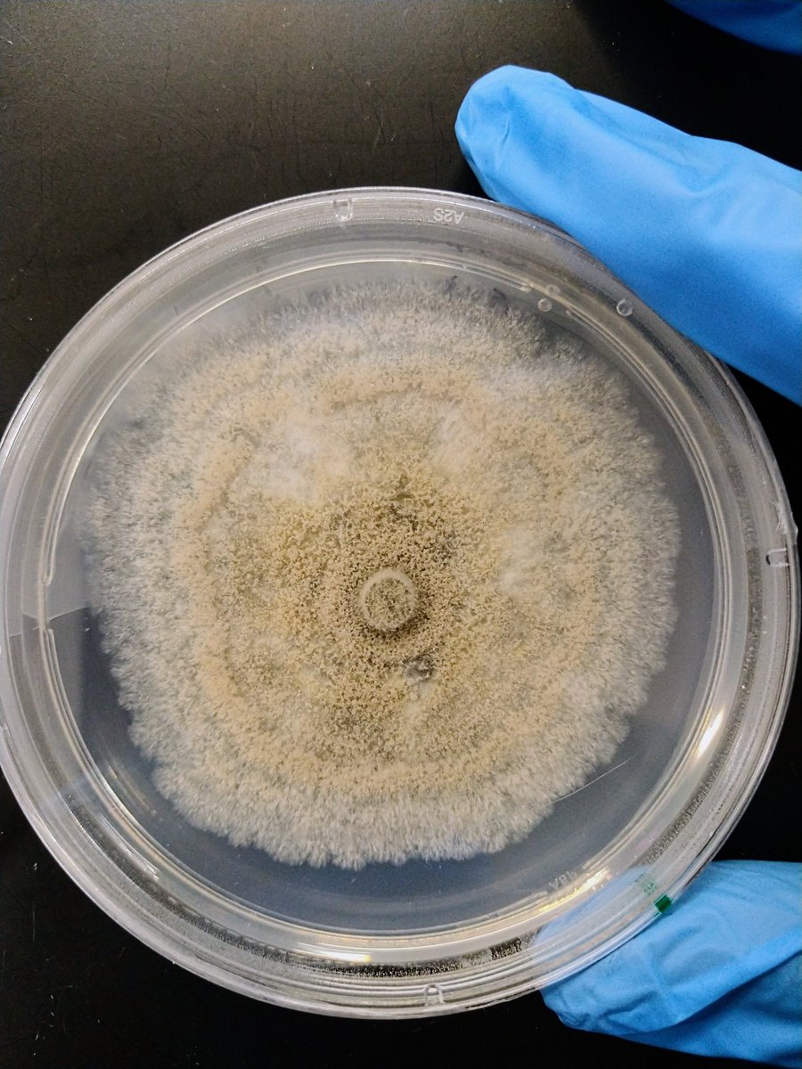 Chrissiebely's tweet photo. Monillinia fructicola on peaches.
After infecting fruits,the fungus causes them to dry and turn into a sclerotia-like "mummies" that serves as inoculum during the following year.
#necrotrophicpathogens #fruitrot #fusiformspores #conidiahyaline #apothecium #ascospores #helotiales https://t.co/rdBEVDMQUr