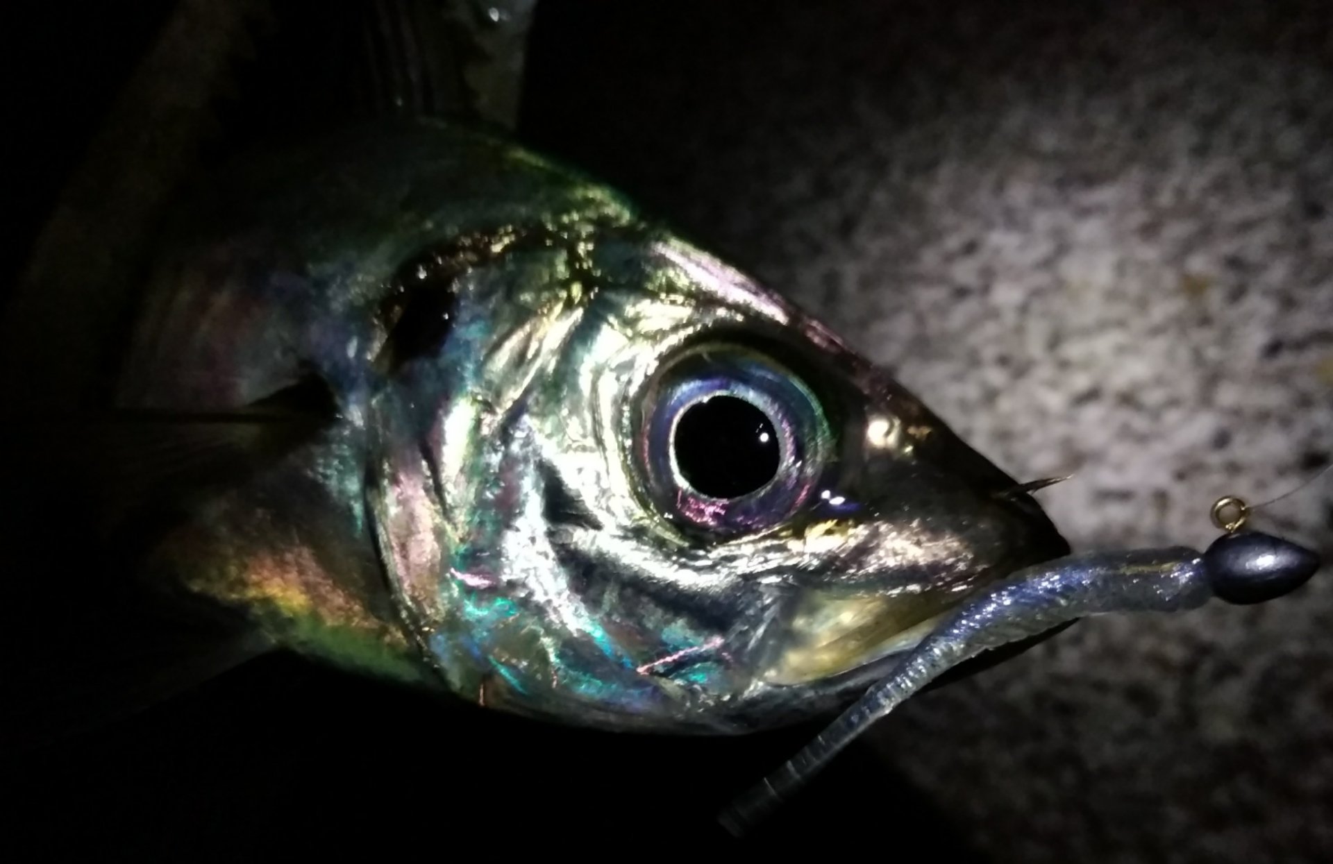 がんばろう糸魚川 Twitter Search Twitter