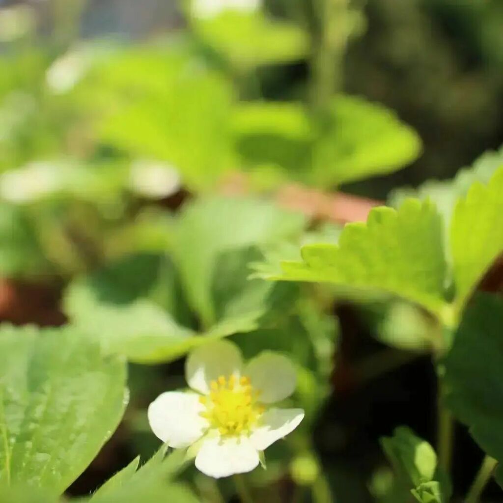 RetroC64's tweet photo. #strawberry fields forever #urbangardening #balcony #homegrown #Dortmund #macro #macrophotography #laowa15mmf4 #viltroxspeedbooster #canonm6markii #sun #photosafari https://t.co/OD1ydA2fp7 https://t.co/yIhGFErqI0