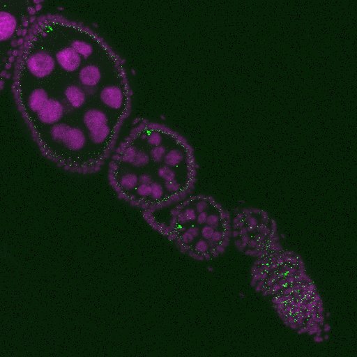AnaRPFMarques's tweet photo. Check out our latest work where we studied the maintenance of centrosome integrity in Drosophila. 
@PerestreloTania @IGCcentrioles @CCR_lab 
Centrosomes as “static” structures no more!
https://t.co/FGa4tjARGG https://t.co/uzGDe2N5vl