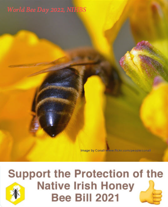 'As World Bee Day approaches what better time to be thinking of declaring support for the Native Irish Honey Bee‘’Get in touch with our CA, John Greenaway, at nihbs.conservation@gmail.com, or telephone John on 00353838516062. He'd be happy to help!! nihbs.org