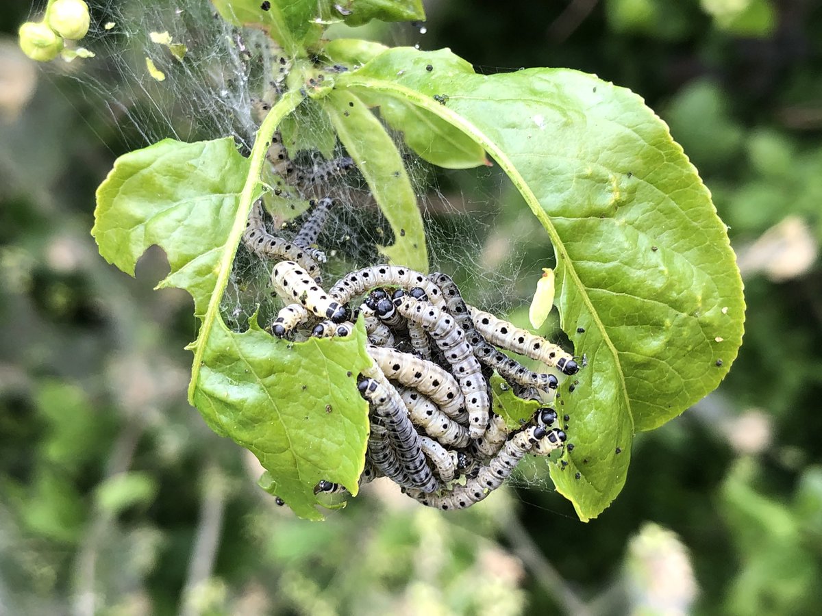 JolandaBakkker's tweet photo. #kardinaalsmutsstippelmotten. Nest met rupsen π @volgdenatuur @janvissersweer @helgavanleur @jordiweerman @Talpaweer @WNLVandaag @ricoschroder @IVNNederland @Naturanotitia #spinselmotten https://t.co/ERefVyZ5dr