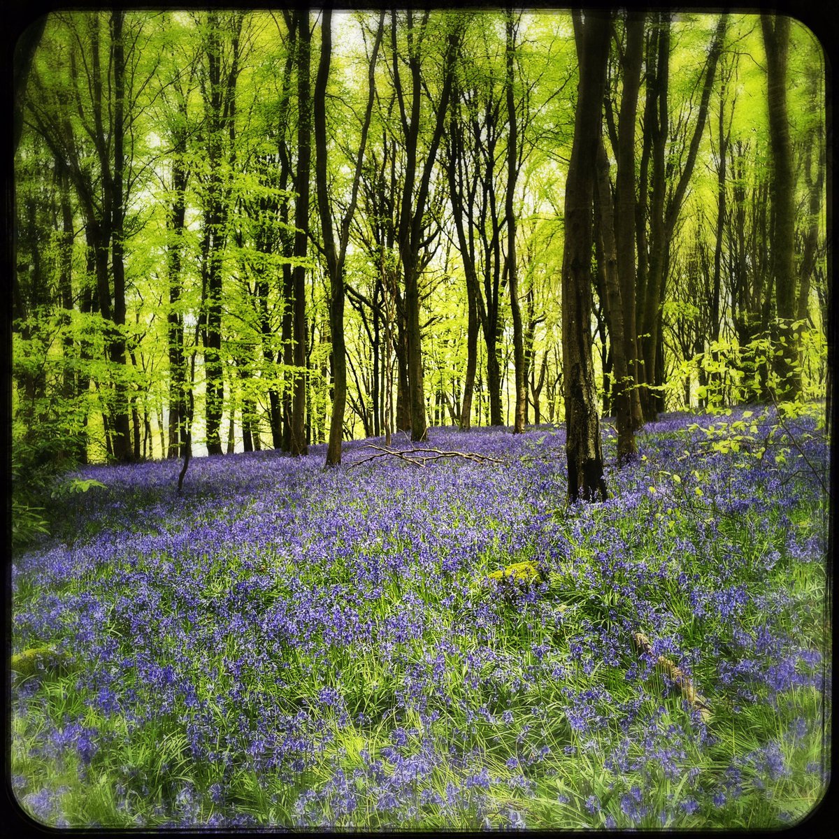 WyeValleyHols's tweet photo. Absolutely incredible bluebells on the hill between Whitebrook and the Wye. Plus, there are definitely fairies living there.

#whitebrook #bluebells #fairydoor #wyevalley #spring #riverwye https://t.co/pF9tG6hyYf