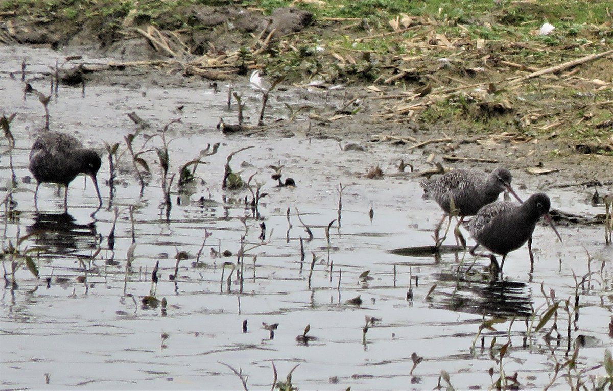 The 3 Spotted Redshank at Summer Leys this morning. Photos by @drp0557 #Northantsbirds