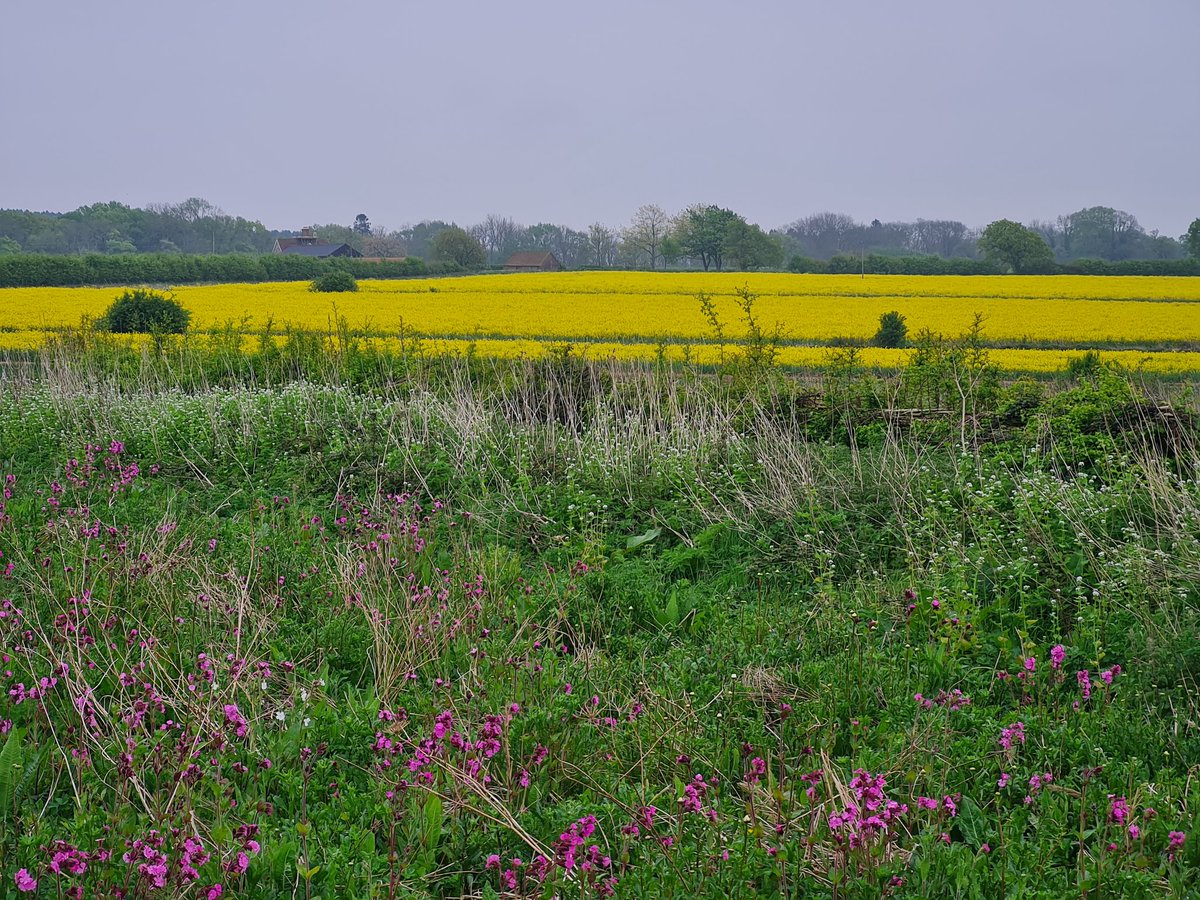 fbuner's tweet photo. This is how beautiful English lowland #farmland can look like when #farmer, #farmadvisor and #conservationscientist work together. #FarmingwithNature
Sadly, this remains a rare sight across the #countryside despite all the knowledge out there. @Gameandwildlife @OakbankGame https://t.co/iI8pDVQqB7