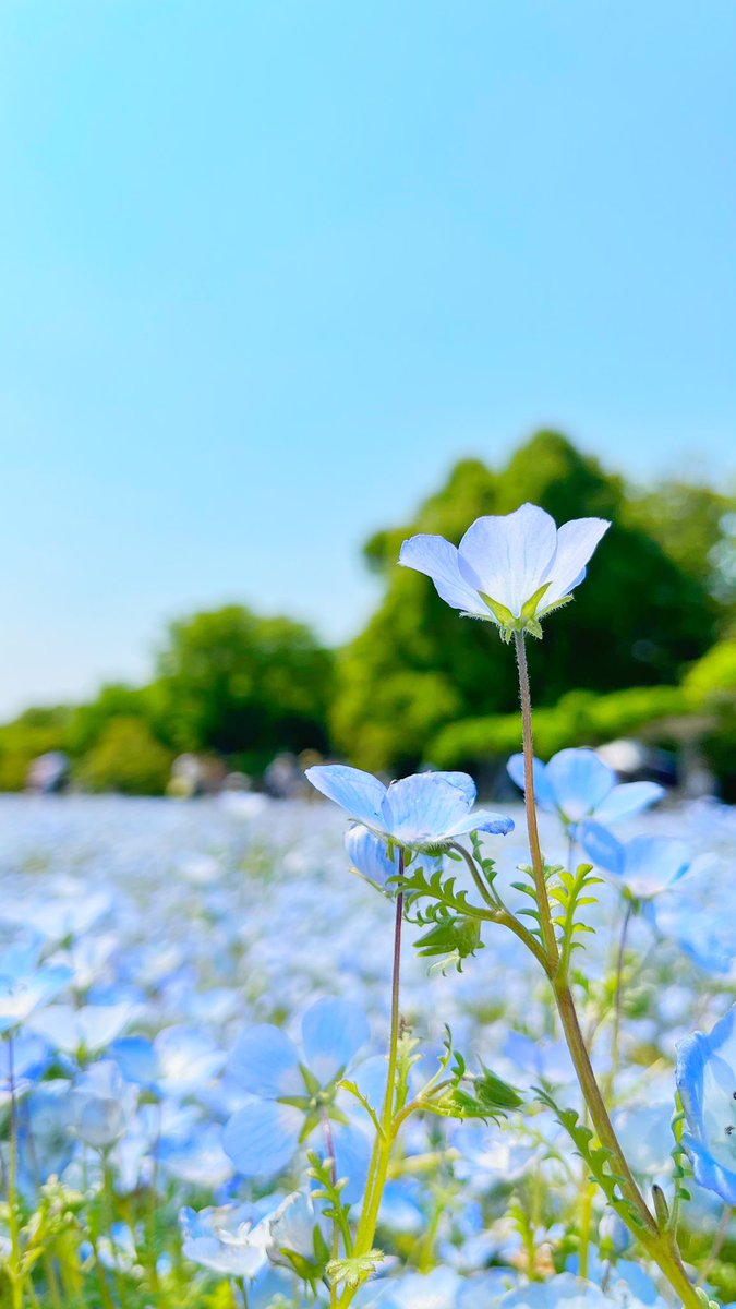 Iphoneでネモフィラを撮りました Togetter