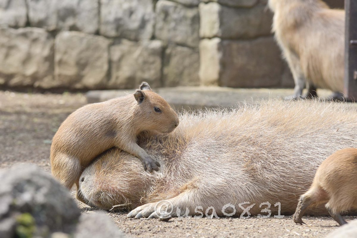 遊んで〜〜 おチビちゃんは元気いっぱい ＃伊豆シャボテン動物公園　#カピバラ