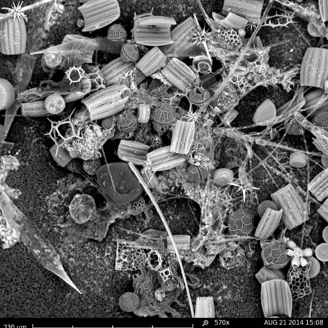 vincentflora's tweet photo. Pretty big announcement here: I'm very excited to share that i'll be opening a lab @embl Heidelberg in September, in the department of Developmental Biology. I'll continue to explore this amazing zoo of marine microbes &amp; how they interact with each other 
https://t.co/2ifCE8ffTe https://t.co/Q278LWgvKp