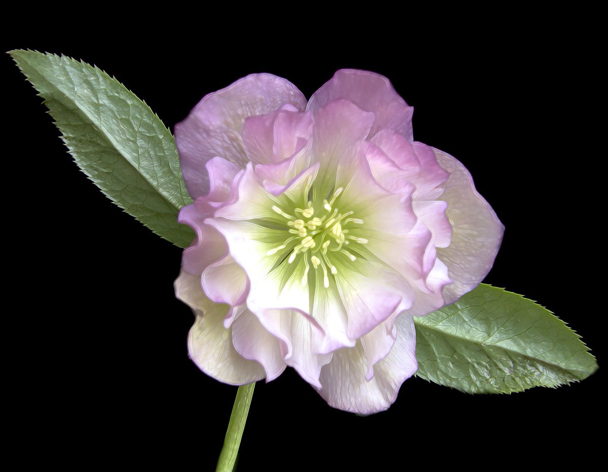 artthings's tweet photo. A Lenten Rose from my backyard! God truly creates wonderful beauty everywhere if only we notice. Have faith we will win against the cabal with God’s help. He will never forsake those who believe! https://t.co/S23qpXpzsK