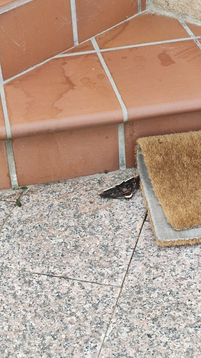 aleitadepollo_'s tweet photo. estoy flipando jamás había visto un puto bicho tan grande como cojones lo gestiono??? no puedo asesinarlo y no pienso acercarme a ello pero está en mi puta puerta 👍 https://t.co/kQppmTRNMA