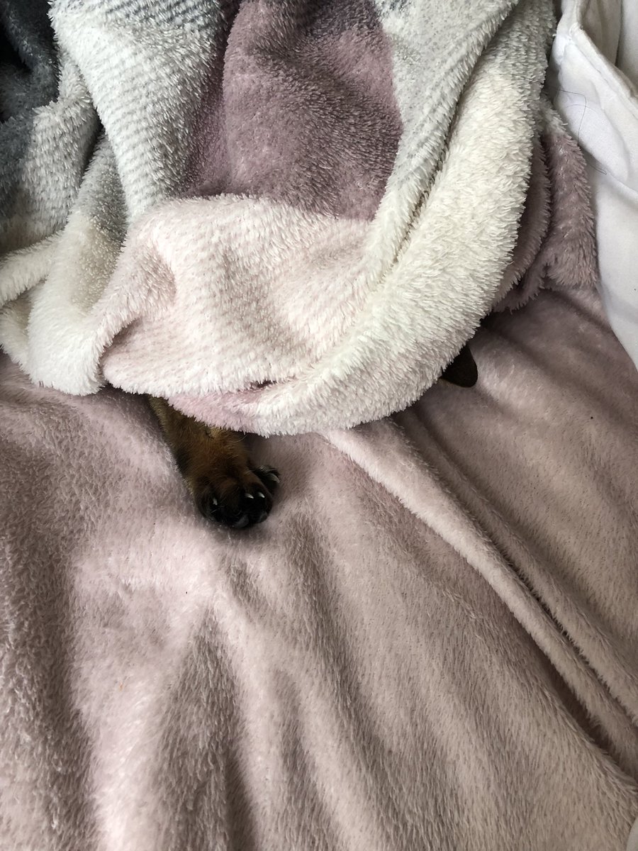 joannaljackson1's tweet photo. Does this count as a #kaloc ? And is there such a thing as #KeepAnEarOut ๐น๐น #TeamBengal Jx https://t.co/oYj85uRhnO