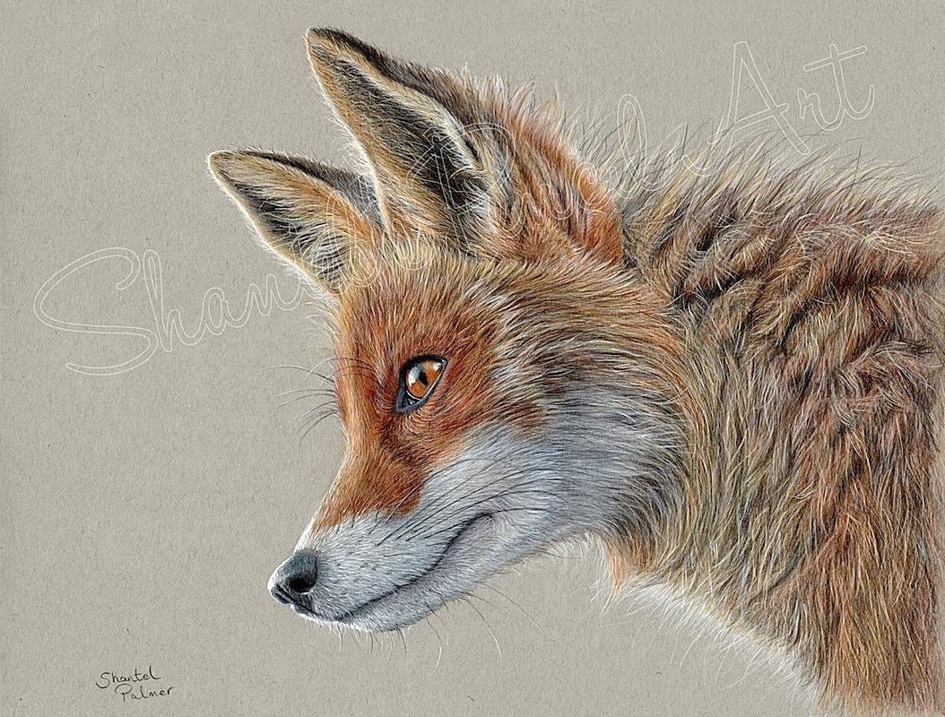 ChrisGPackham's tweet image. Brilliant portrait by Shantel Palmer on Facebook for your 1 o'clock fox , share yours with #FoxDay #FoxOfTheDay