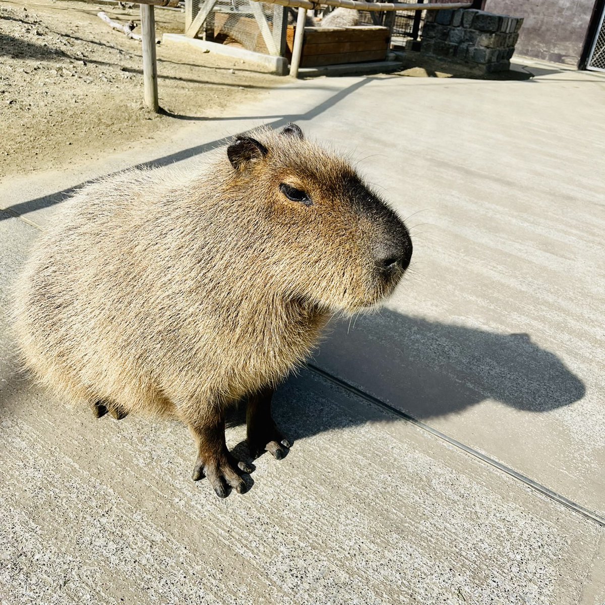 これは一体誰の影でしょうか✨

丸いフォルムとボワッとした毛のような影.....
❓

正解はカピバラでした！💡

ハーベストの丘フォロワーさんなら正解できたのでは🎵

#カピバラ #影絵 #ハーベストの丘 #動物 #自然