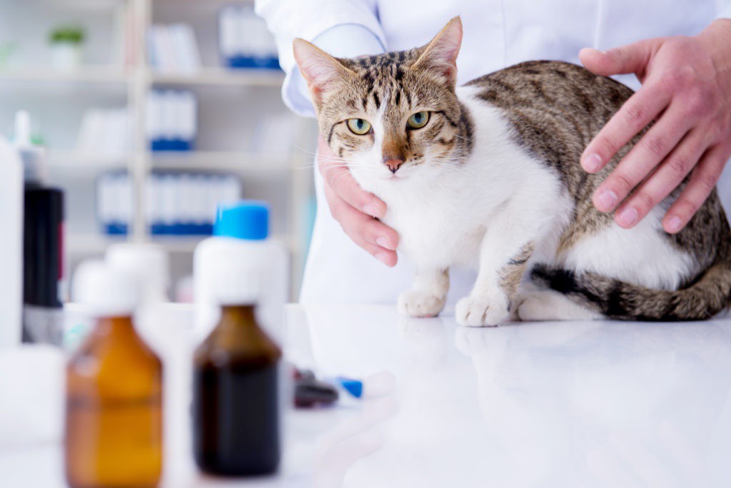 katriscat's tweet photo. If the poison got on your cat’s body, don’t let your feline lick herself.

Read the full article: Protect Your Cat and Learn More About Pet Poison Control
▸ https://t.co/3qX83cRwlc

#Catlovers #katriscat #catlovers https://t.co/RerNWUHJek