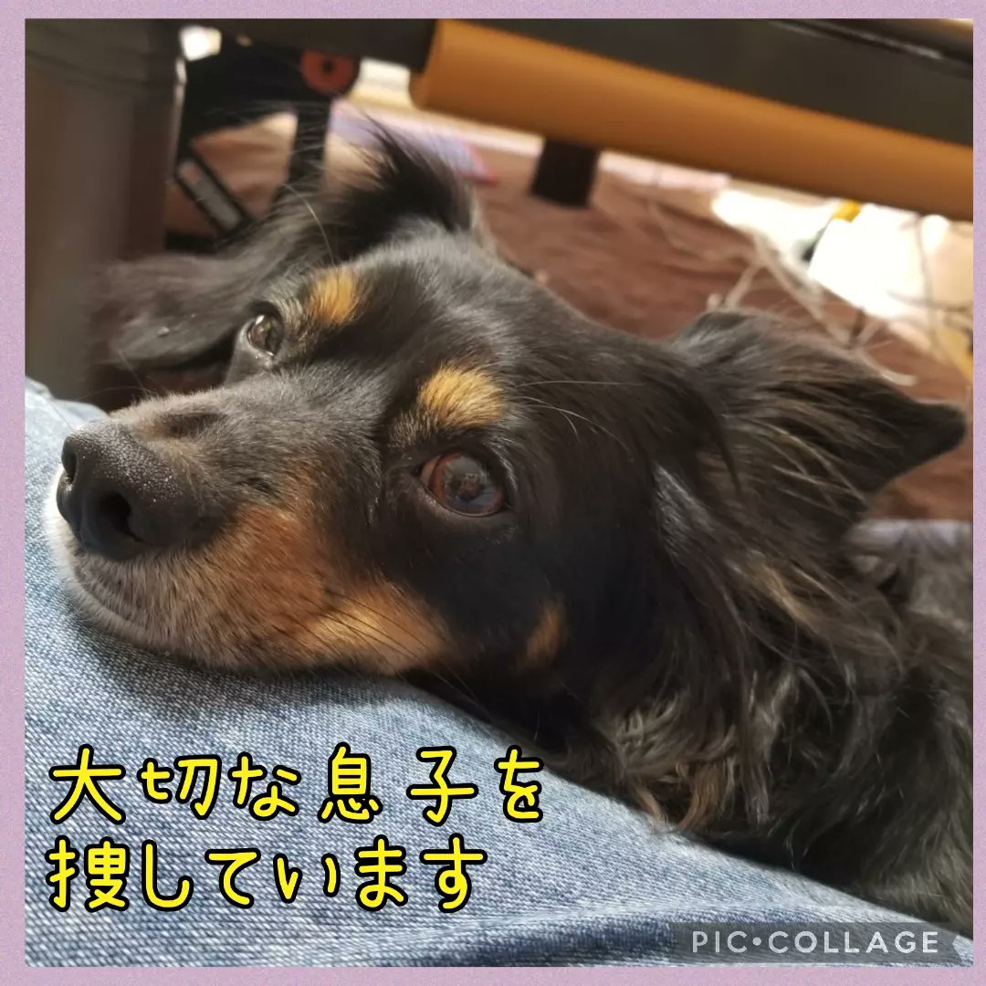 maigoinurintaro's tweet photo. #迷子犬りん太郎 #迷い犬 #チワックス
☆R3.2/16 #福岡県 #筑紫野市 #天拝湖 周辺で #行方不明
☆５歳
☆体長50cm位
☆体重６キロ位 
☆#マイクロチップあり

☑️昨年2月中旬以降に黒い小型犬を保護くださってませんか？
#拡散希望 #迷子 #迷子犬 #大切な家族
⬇️本日のインスタ
https://t.co/omOde4NiRP https://t.co/f8ZRiJtafs