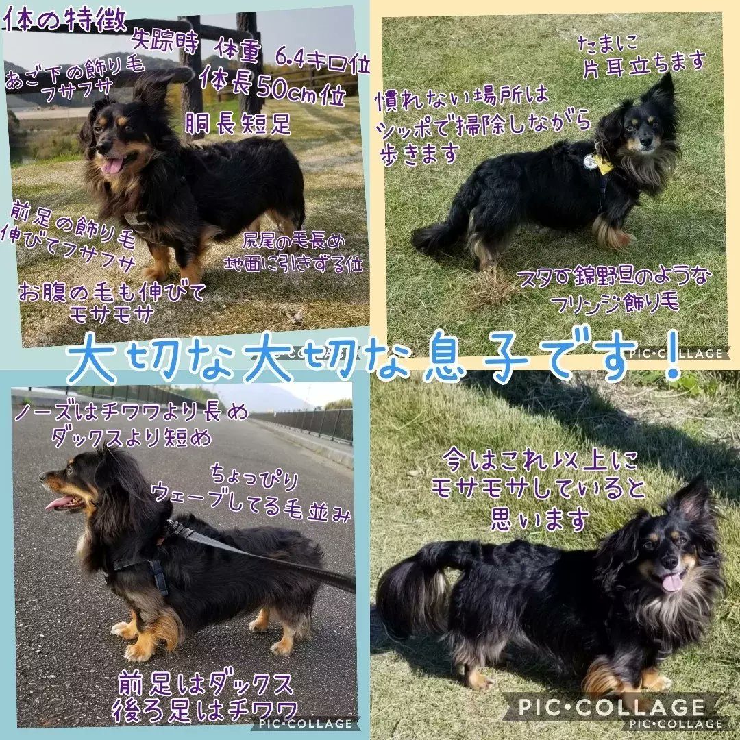 maigoinurintaro's tweet photo. #迷子犬りん太郎 #迷い犬 #チワックス
☆R3.2/16 #福岡県 #筑紫野市 #天拝湖 周辺で #行方不明
☆５歳
☆体長50cm位
☆体重６キロ位 
☆#マイクロチップあり

☑️昨年2月中旬以降に黒い小型犬を保護くださってませんか？
#拡散希望 #迷子 #迷子犬 #大切な家族
⬇️本日のインスタ
https://t.co/omOde4NiRP https://t.co/f8ZRiJtafs