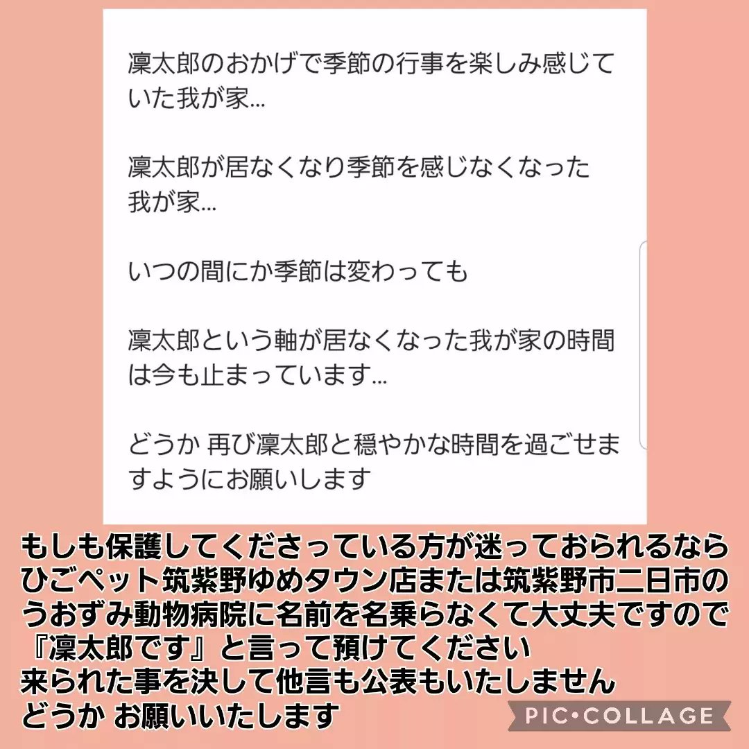 maigoinurintaro's tweet photo. #迷子犬りん太郎 #迷い犬 #チワックス
☆R3.2/16 #福岡県 #筑紫野市 #天拝湖 周辺で #行方不明
☆５歳
☆体長50cm位
☆体重６キロ位 
☆#マイクロチップあり

☑️昨年2月中旬以降に黒い小型犬を保護くださってませんか？
#拡散希望 #迷子 #迷子犬 #大切な家族
⬇️本日のインスタ
https://t.co/omOde4NiRP https://t.co/f8ZRiJtafs