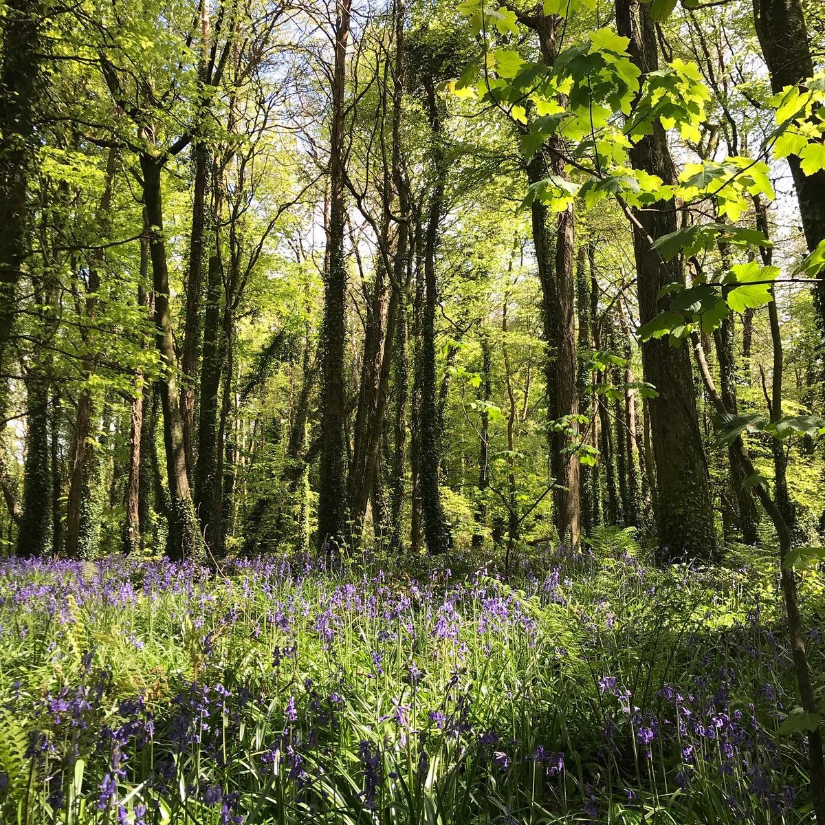 Rostellan Woods, Cork