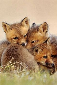 bellalilli161's tweet photo. Tenderness in a photo ❤️

#wildlifephotography
#love https://t.co/YnP65HXJn9