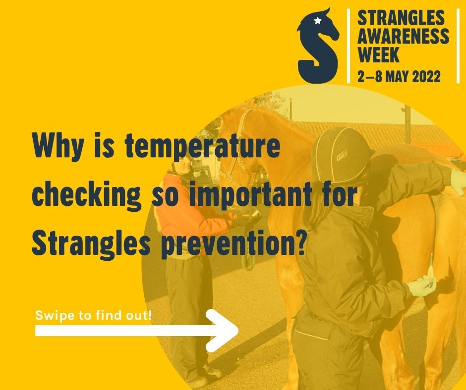 equinevetaus's tweet image. So why is temp checking do important  for Strangles prevention? #SAW2022 #TempCheckChallenge