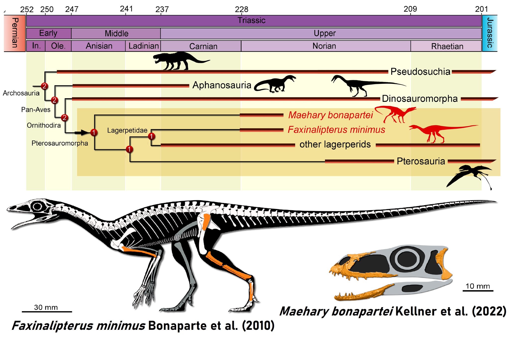 Reassessment of Faxinalipterus minimus, a purported Triassic