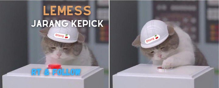 🐈 Haemeo tweet media