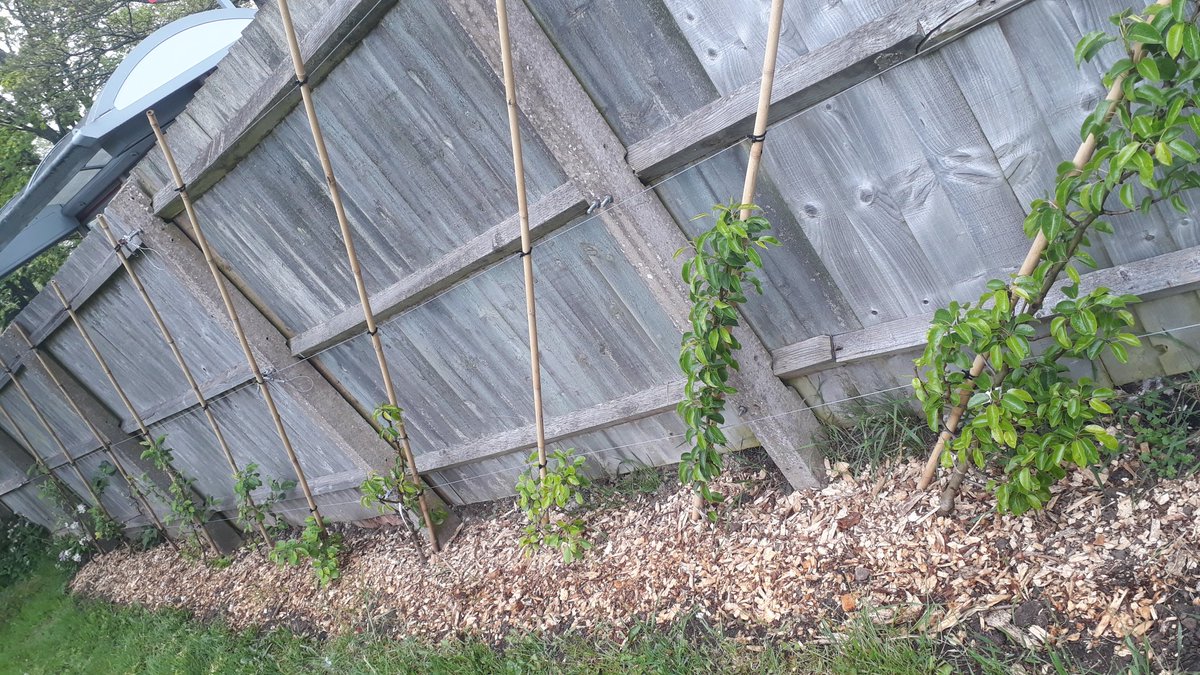 fruitnutvillage's tweet photo. The #HeritageApple and pear cordons starting to look very attractive at #DadsLaneCommunityAssociation. We'll be working here on 17th May of you'd like to join us and have a closer look. #Stirchley https://t.co/JT7Rp1YWWg