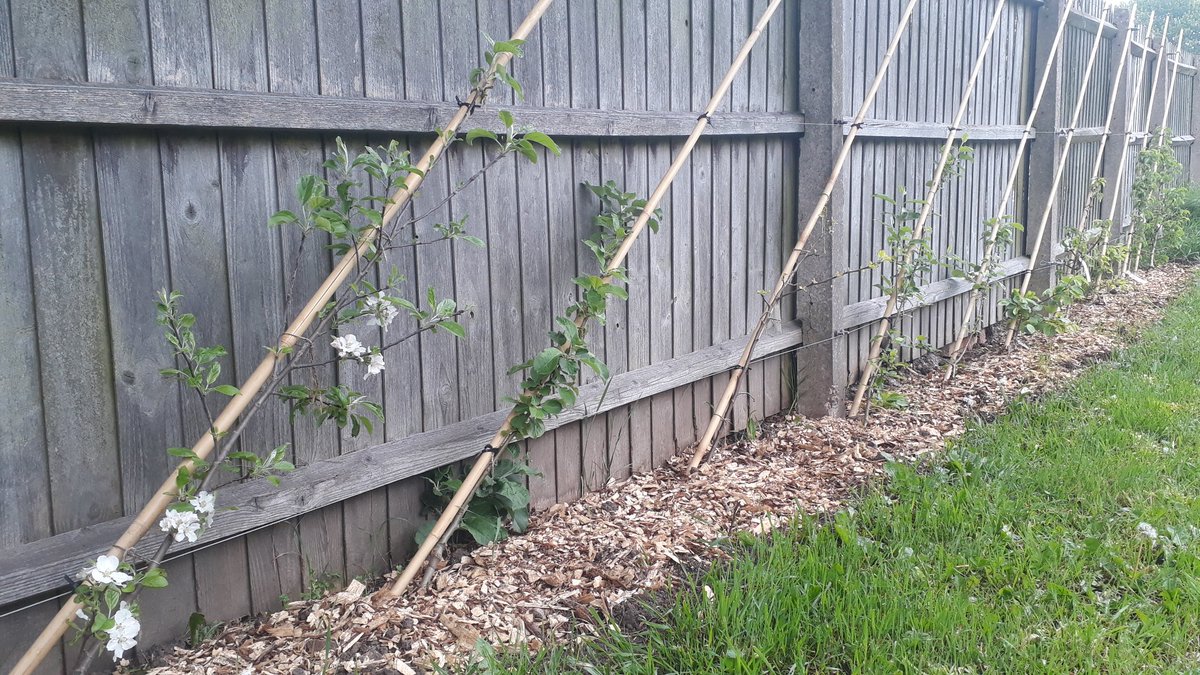 fruitnutvillage's tweet photo. The #HeritageApple and pear cordons starting to look very attractive at #DadsLaneCommunityAssociation. We'll be working here on 17th May of you'd like to join us and have a closer look. #Stirchley https://t.co/JT7Rp1YWWg