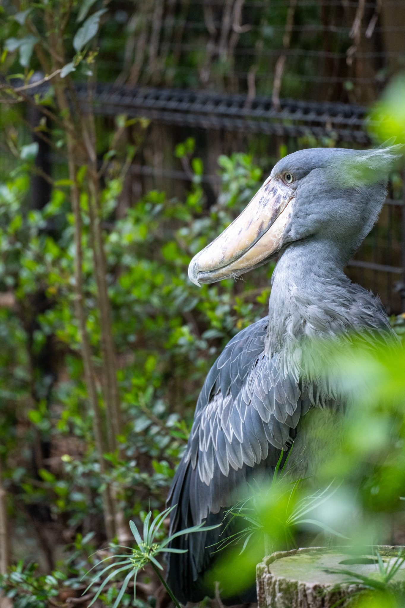 ただっち 連載中 ハシビロコウを撮りました ハシビロコウ 上野動物園 A1 ただっちカメラ T Co Qxzj3ffphq Twitter
