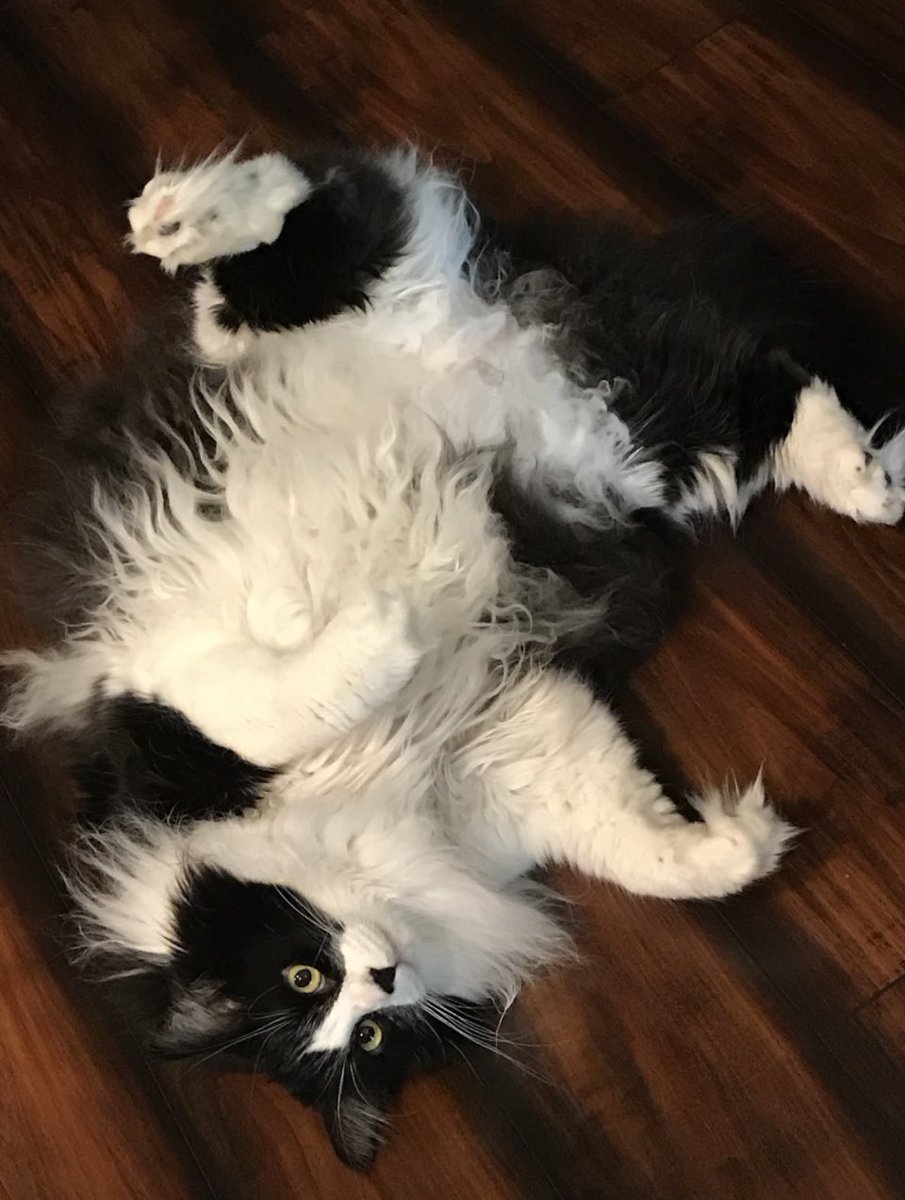 Sorry frens. I habint ben here too much. Here a #TuxieTuesday pikchur to mak up for bein gon. It me rollin on da gwownd. #CatsOfTwitter #CatsOnTwitter #Cats