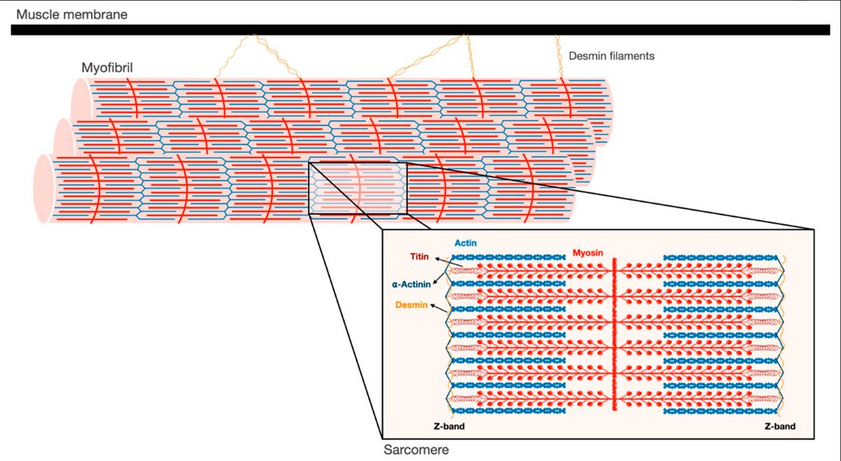 Biomol_MDPI's tweet photo. #EditorsChoice
Welcome to read "Breakdown of Filamentous Myofibrils by the UPS–Step by Step" by Dina Aweida and Shenhav Cohen. 

The article 👉https://t.co/0p1zqJ8hmU
The list 👉https://t.co/Xqxntswytd https://t.co/hYdm9Ib3xU