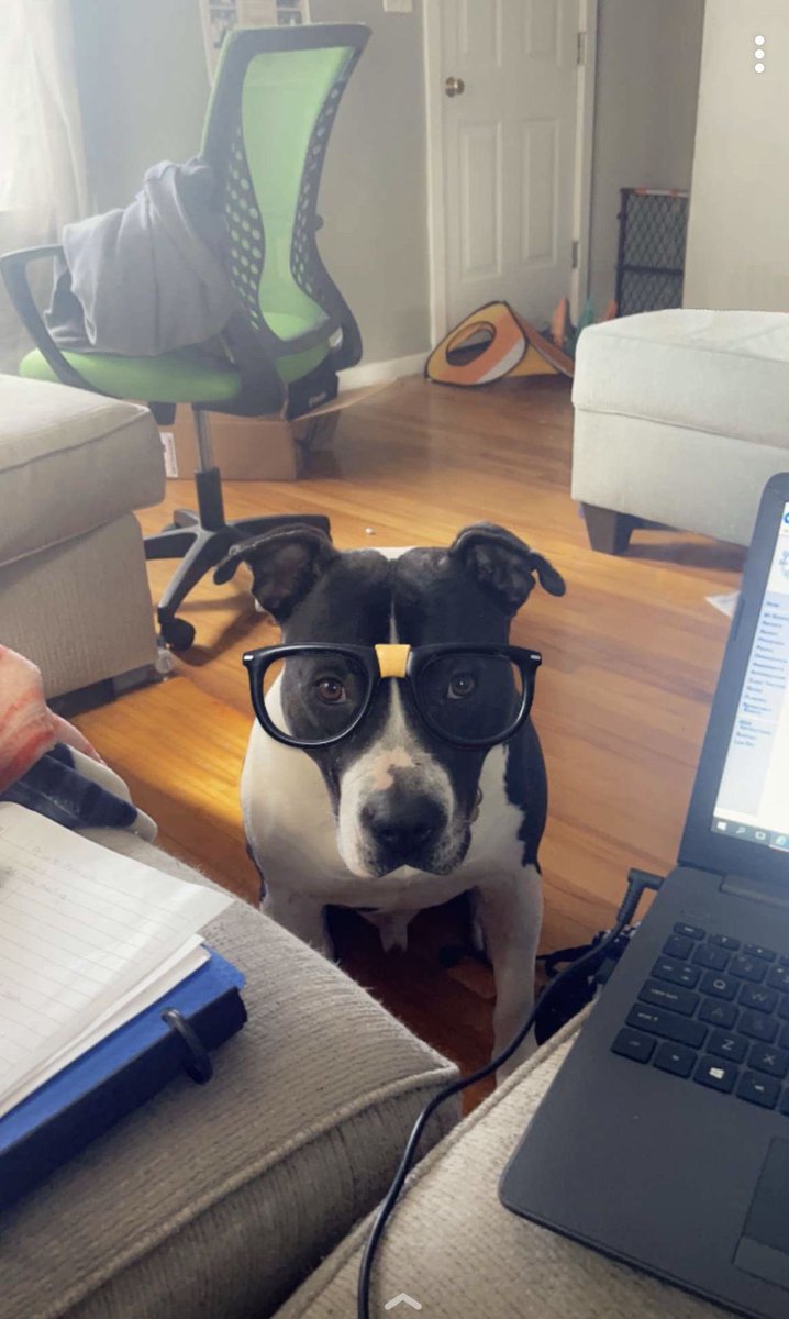 Salutations fellow human I have come to inquire on your finest snacks
#dog #doggy #turnip #GoodBoy #smart #pupper #cute
