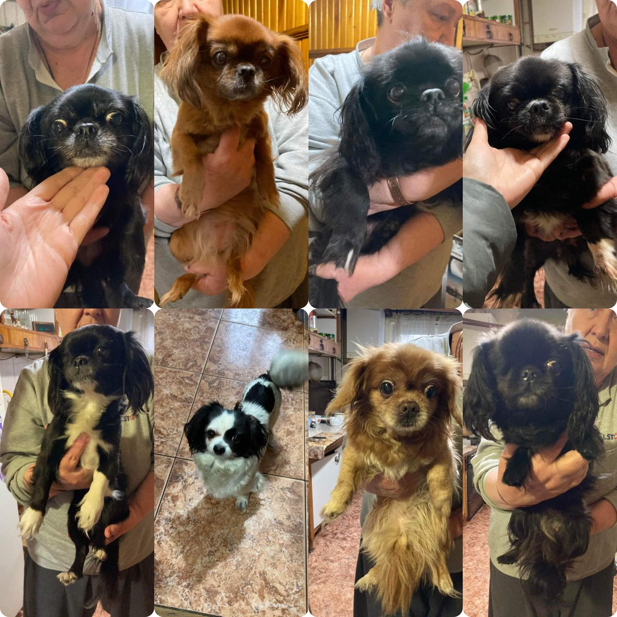 Paws2RescueUK's tweet photo. Sadly the owner could not keep her dogs any longer. Instead of leaving them in the street or public shelter, here are just a few of our new seniors. We are already in love. https://t.co/po1rwmCiN4