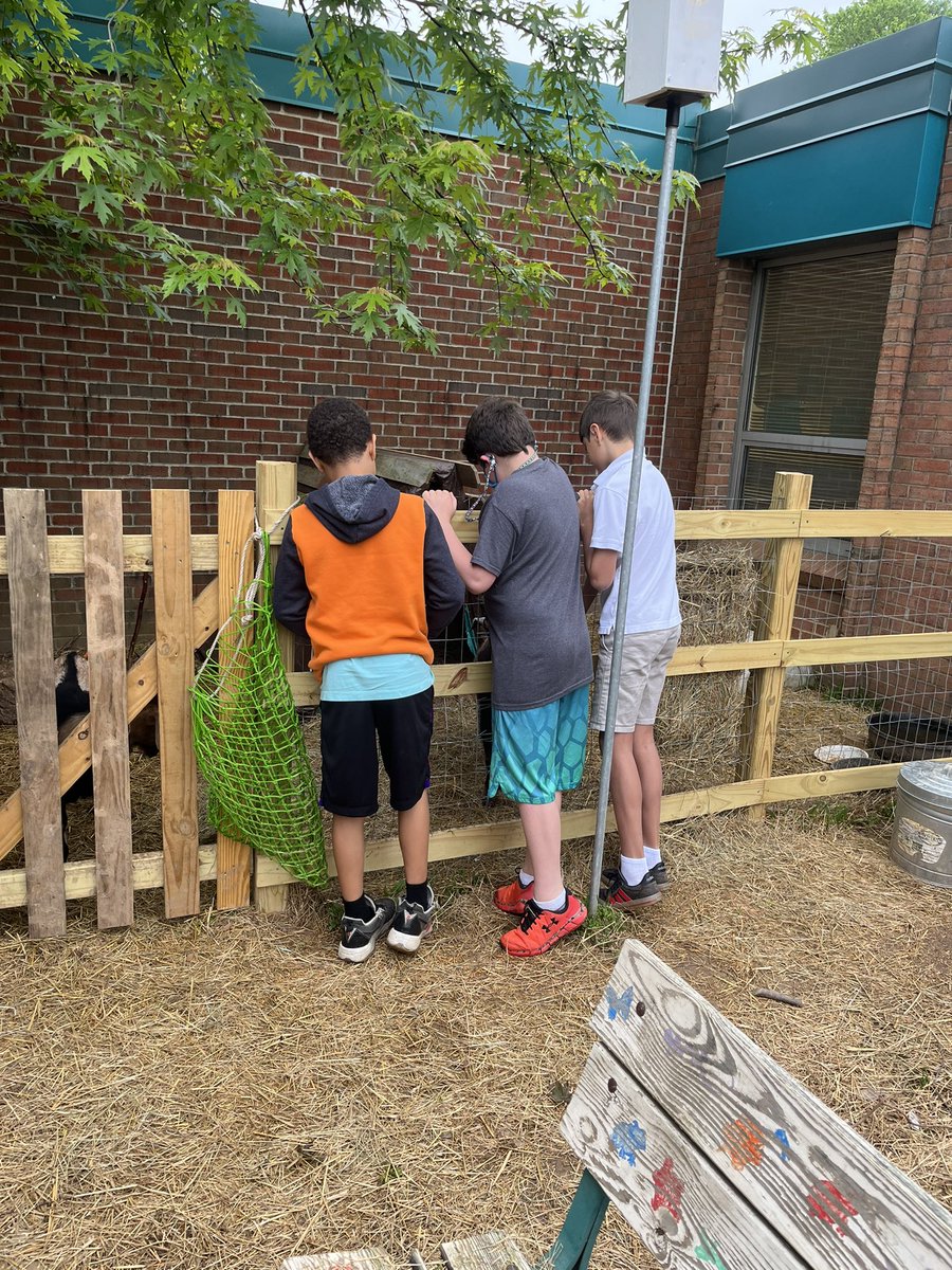 lynnesabookworm's tweet photo. Our morning courtyard helpers take such good care of our chickens, and goats! #FHESfamily https://t.co/xIhuodkOP1