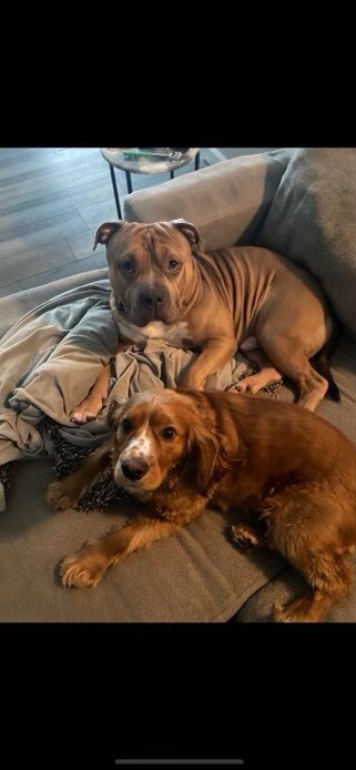 Joe Scatton tweet media