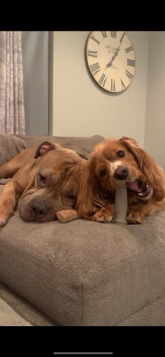 Joe Scatton tweet media