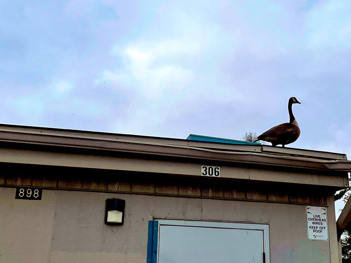 Geese for sale <a href="/GoodfellowPS/">Goodfellow P.S.</a> outside portable 898. Let me know if you’d like to take a gander. <a href="/MmeBeckenbach/">Cindy Beckenbach</a>