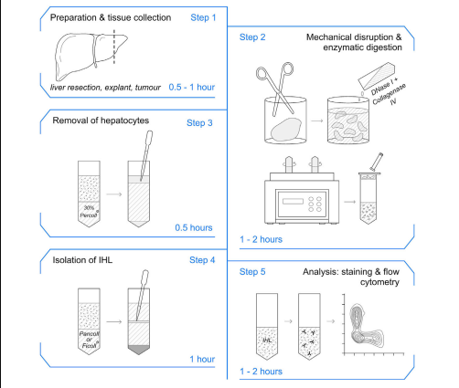 Maini Lab UCL tweet media