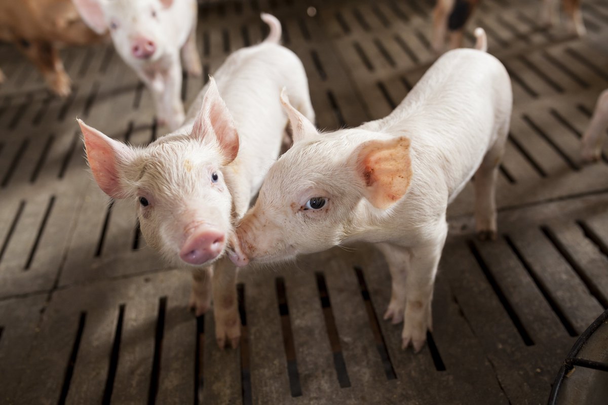 Campbell Centre for the Study of Animal Welfare tweet media