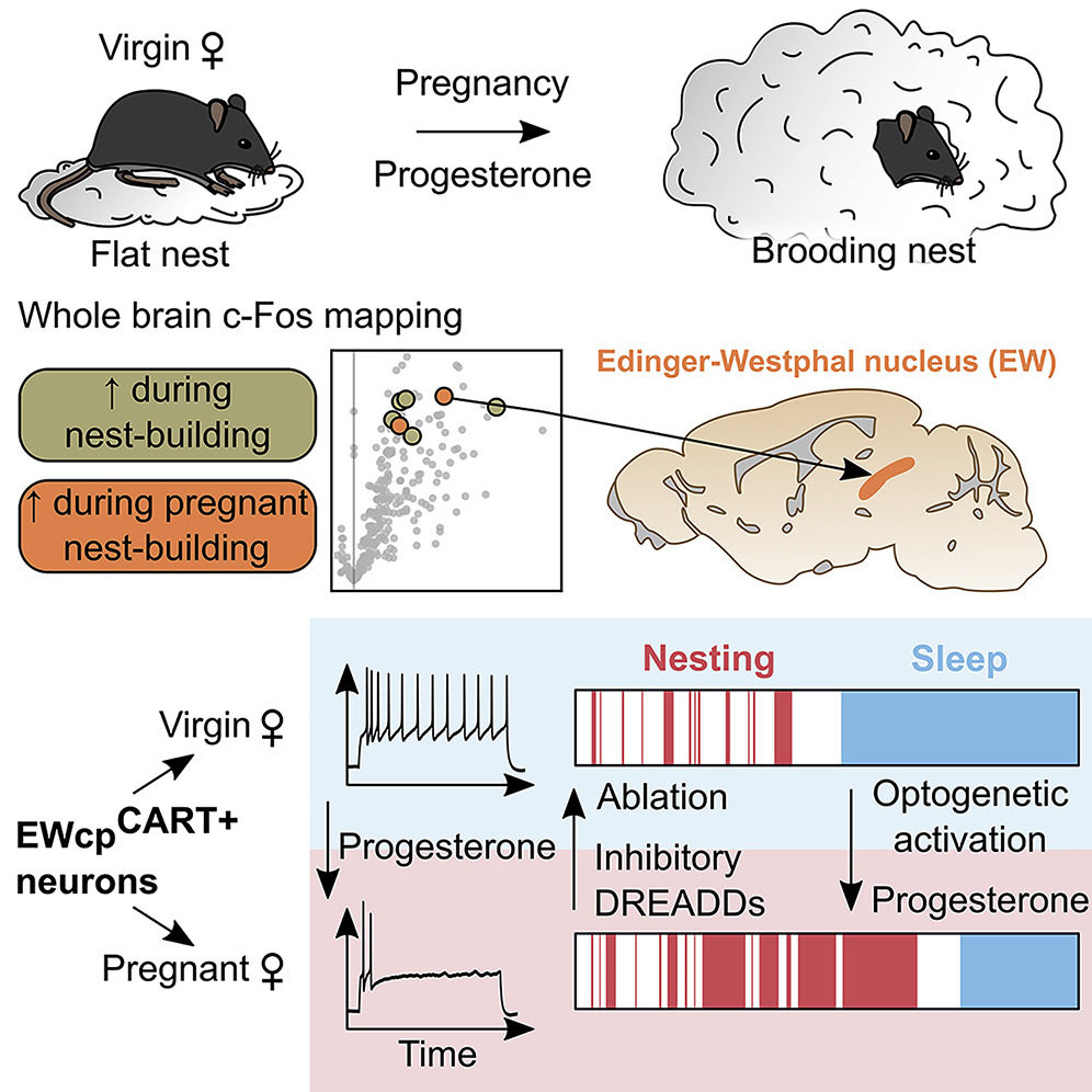 Peptidergic neurons in the Edinger Westphal nucleus of pregnant mice enable maternal preparatory nesting before pups are born. Read @EgosumquisuMk & @dietrich_mo's preview of this work: bit.ly/3svcUKH And find the original study here bit.ly/3kCzWus