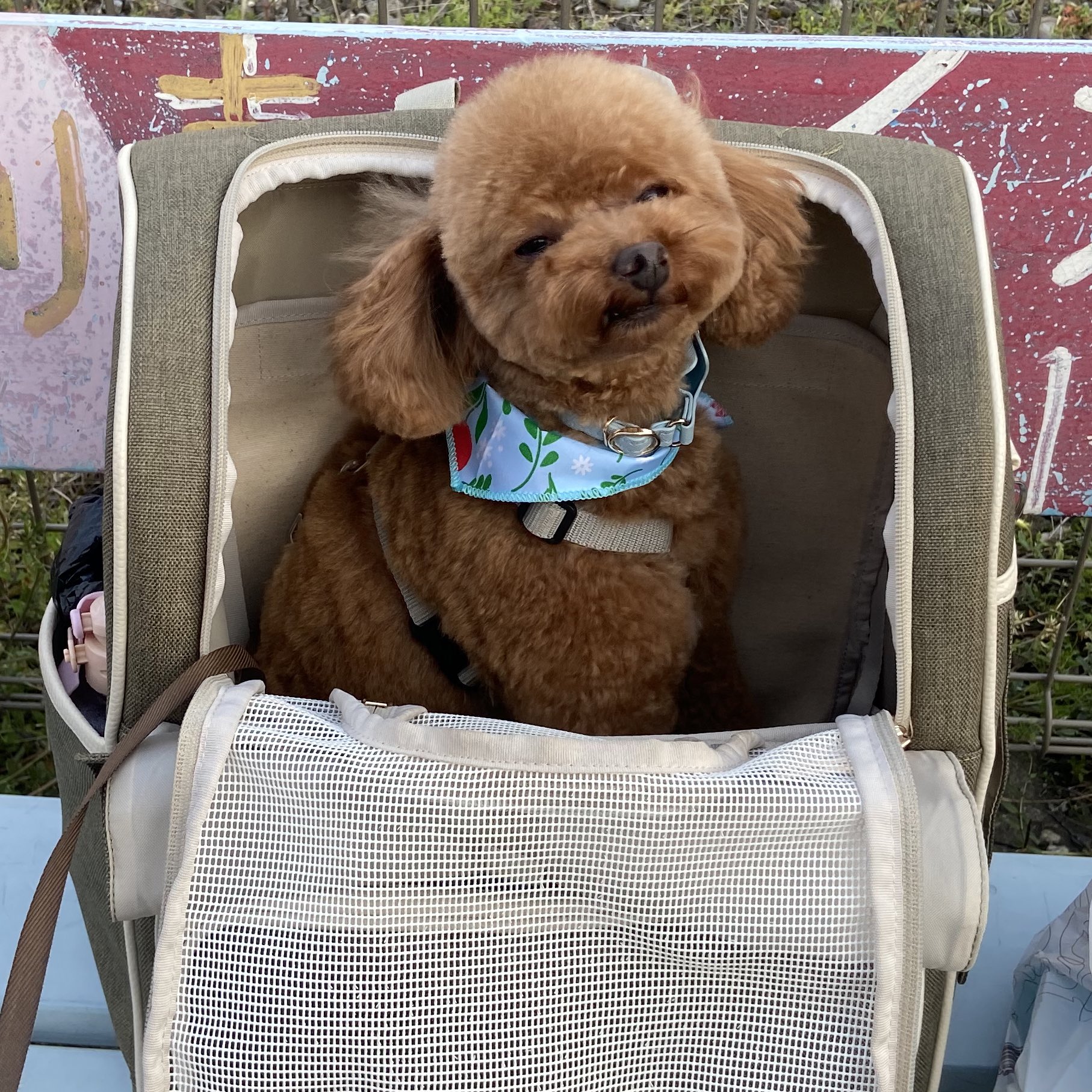 トイプードルのからあげくん Toypoodle Kara Twitter