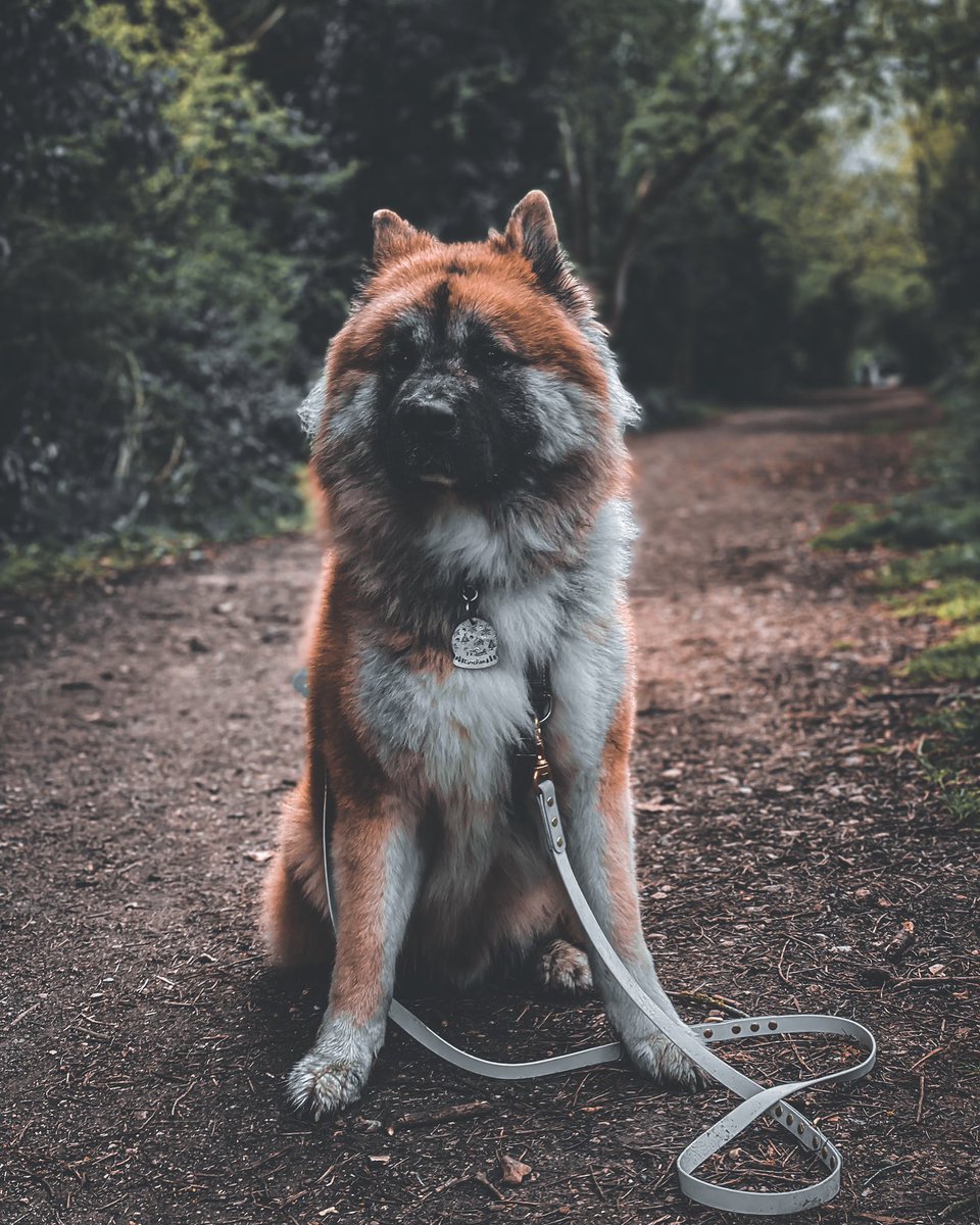 Big boi is 2 today 👑 how does time fly so quick? Still my baby pup 🧡 #dogs #dogsoftwitter #doggy