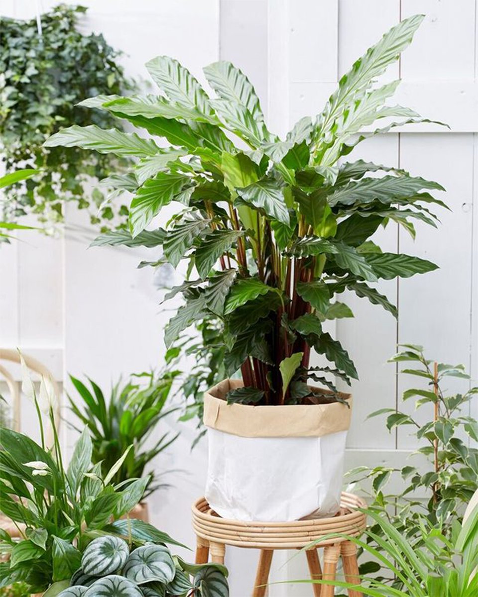 GardenersDream's tweet photo. 15% off all Calathea plants🪴
That's right, we've discounted our whole Calathea range for spring! - https://t.co/yDz1yXGRlY
Grab yours now before they sell out😁
Trustpilot 4.6/5 with 16k+ reviews🌟
#houseplants #calathea #planthappy #indoorplants #sale #discount https://t.co/D1yvN2Ivgi